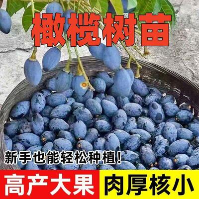 果树苗乌榄乌橄榄黑橄榄苗 黑橄榄嫁接苗 南方种植果树盆栽地栽苗