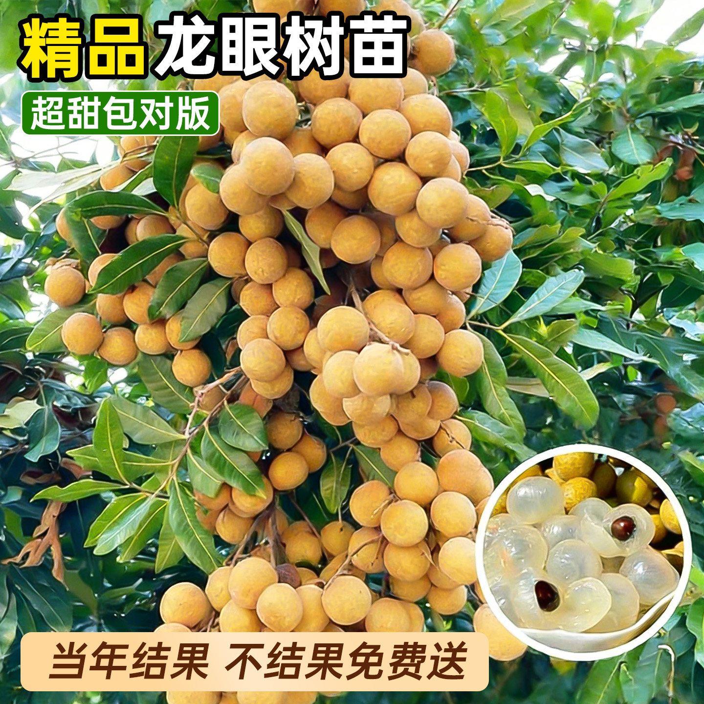 龙眼树苗嫁接盆栽水果树苗储良桂圆石硖南方四季种植地栽当年结果