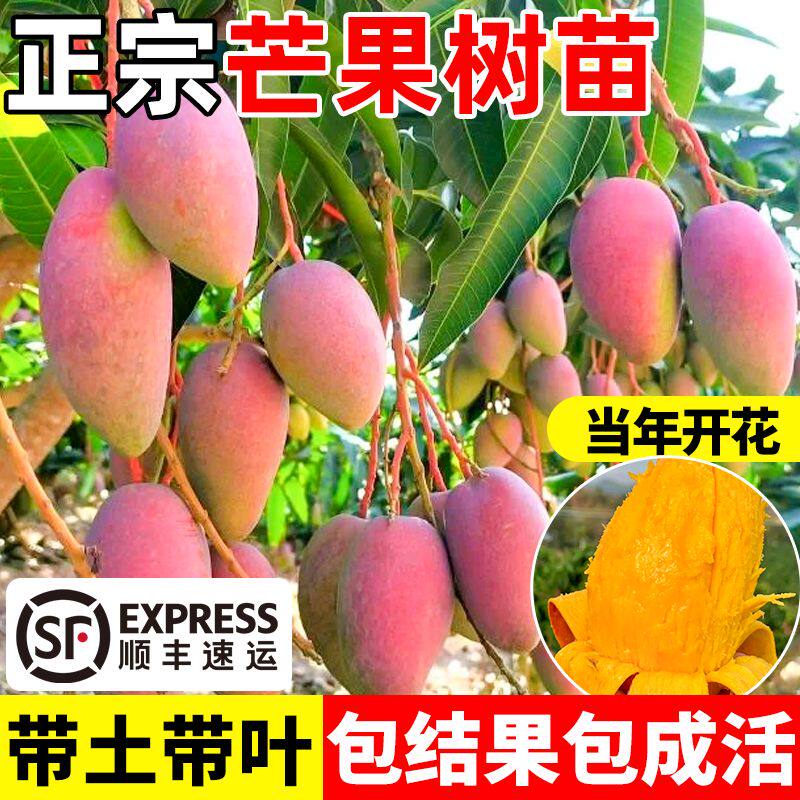 芒果树嫁接金煌芒四季芒果树红贵妃当年结果庭院阳台盆栽好养