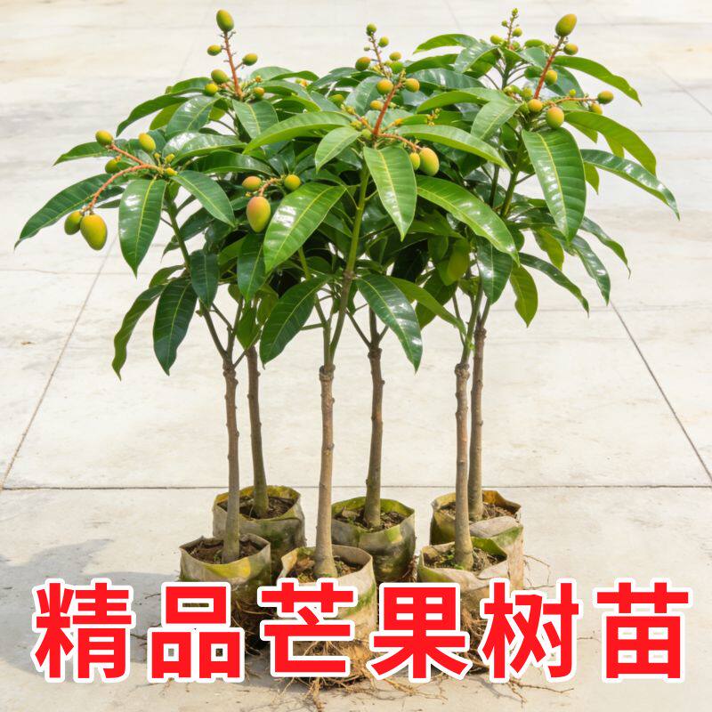 芒果树果苗树苗凯特芒金煌芒特大树嫁接盆栽地栽当年结果种植好养