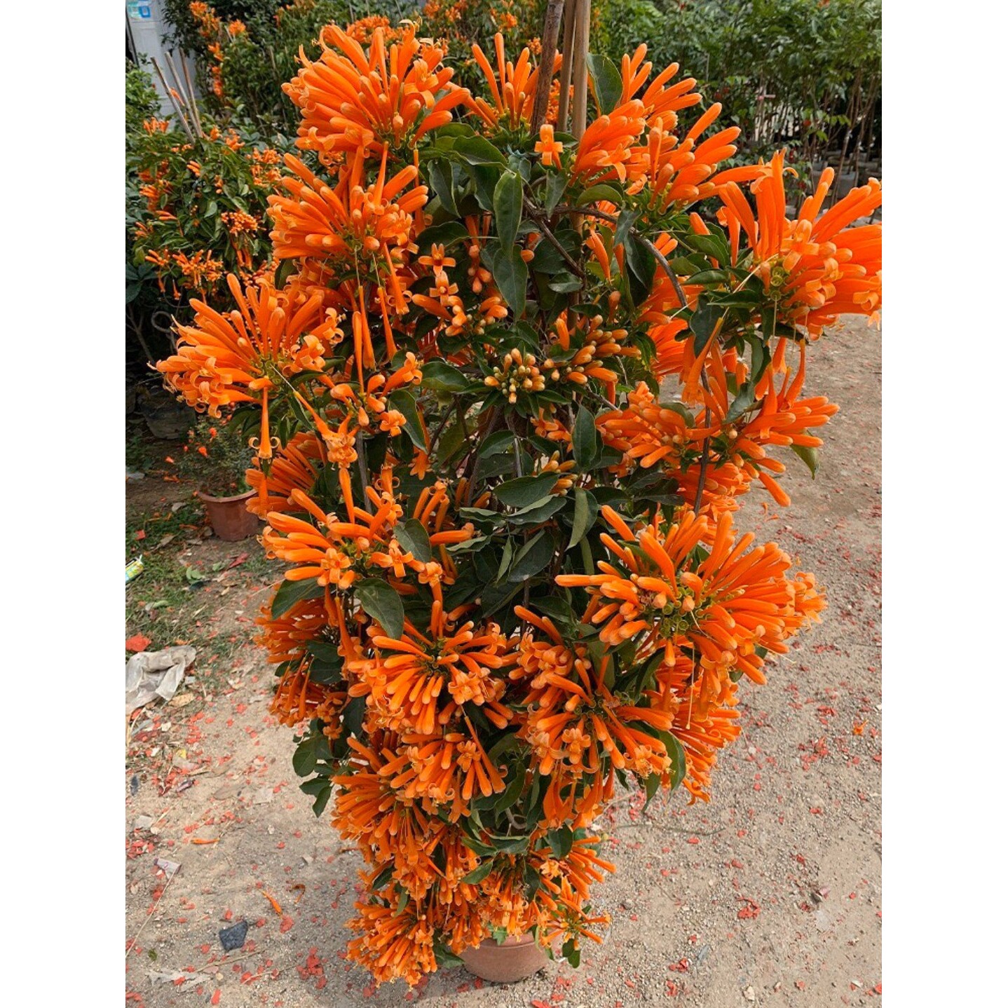 老桩炮仗花阳台庭院围墙花爬藤植物大苗鞭炮花攀援花卉藤本花垂吊