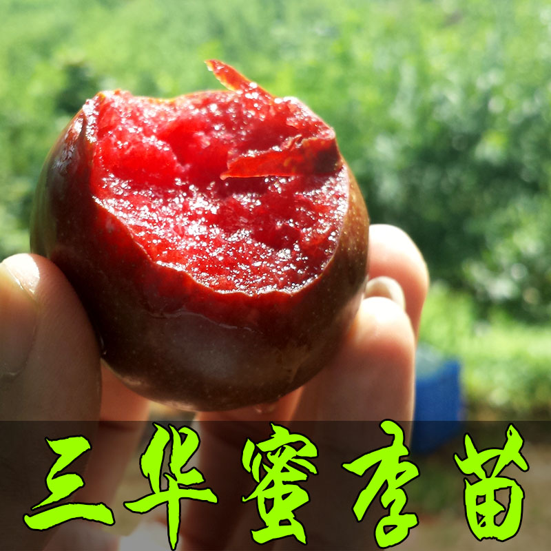 三华李树苗 早熟米李苗三月李 迟熟三华李子苗钱排银妃嫁接果树苗