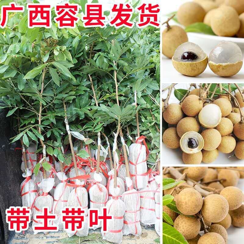 嫁接龙眼苗龙眼树苗石硖龙眼苗树苗四季龙眼树苗储粮广西果树苗