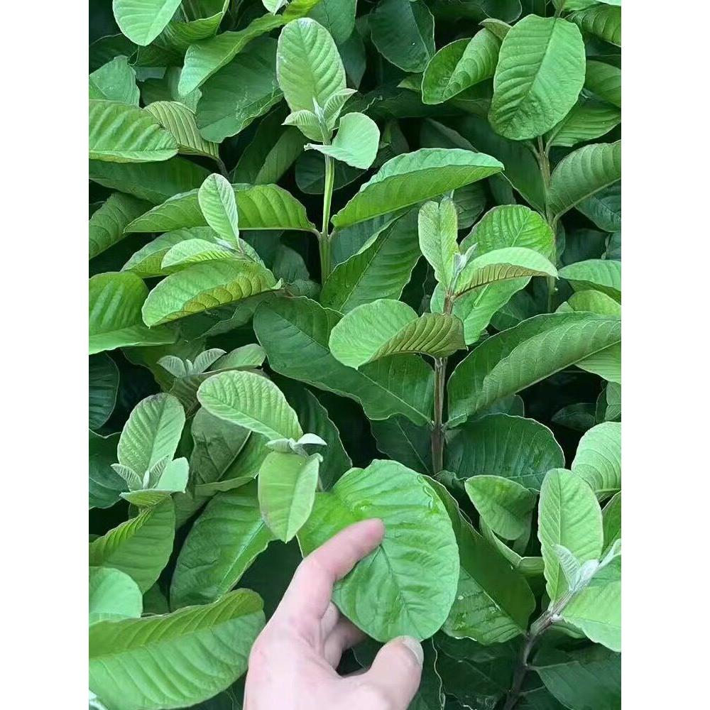 四季番石榴白心红心红宝石帝王芭乐果树苗嫁接优良品种果苗
