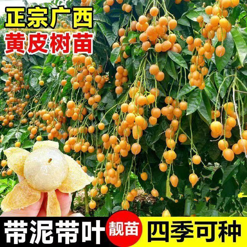 广西鸡心黄皮果树果苗纯甜正宗大苗带土带叶种植南方盆栽庭院地栽