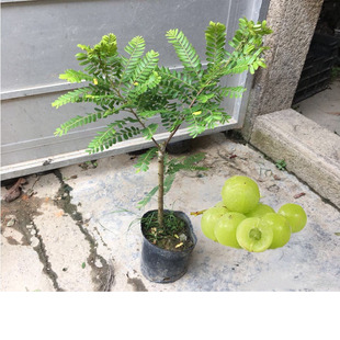 油柑树苗 余甘果玻璃油甘树嫁接水果苗耐寒牛柑子盆栽地栽南方种