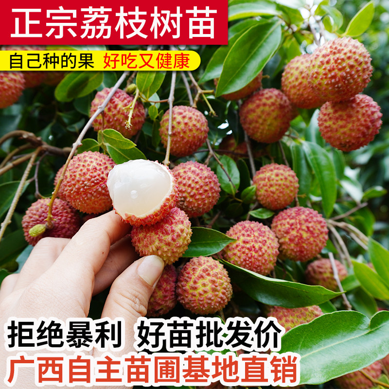 糯米糍荔枝大树苗带土桂味妃子笑正宗嫁接常绿盆地栽庭院无核苗木