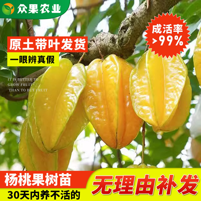 马来西亚杨桃树果苗四季果甜桃树苗嫁接苗庭院盆栽南北方地栽种植