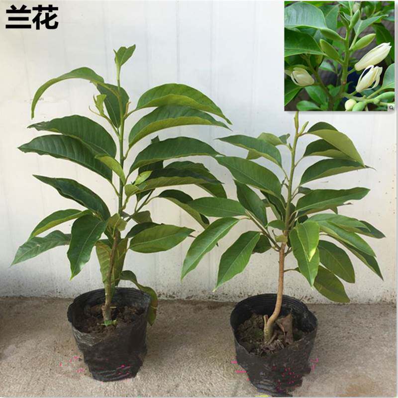 白兰花盆栽 嫁接黄角兰黄桷兰白玉兰黄玉兰花苗树苗庭院苗 包邮
