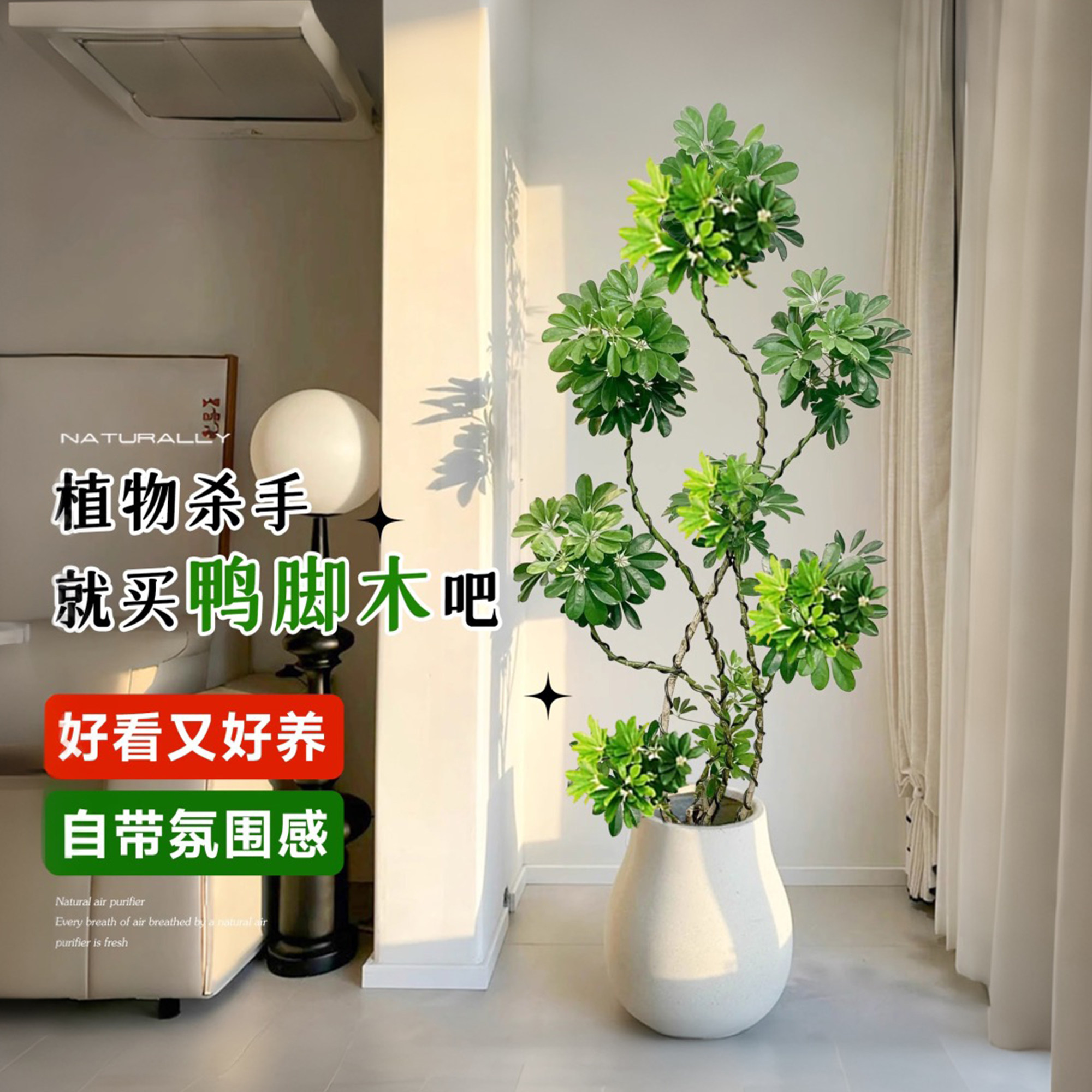 造型鸭脚木客厅大盆栽室内大型禄植落地老桩绿植鸭掌木植物办公室