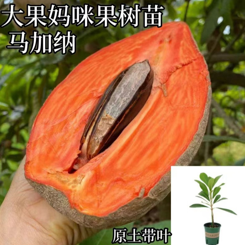 新品种马加纳妈咪果树苗南方种植盆栽阳台庭院当年结果果树苗