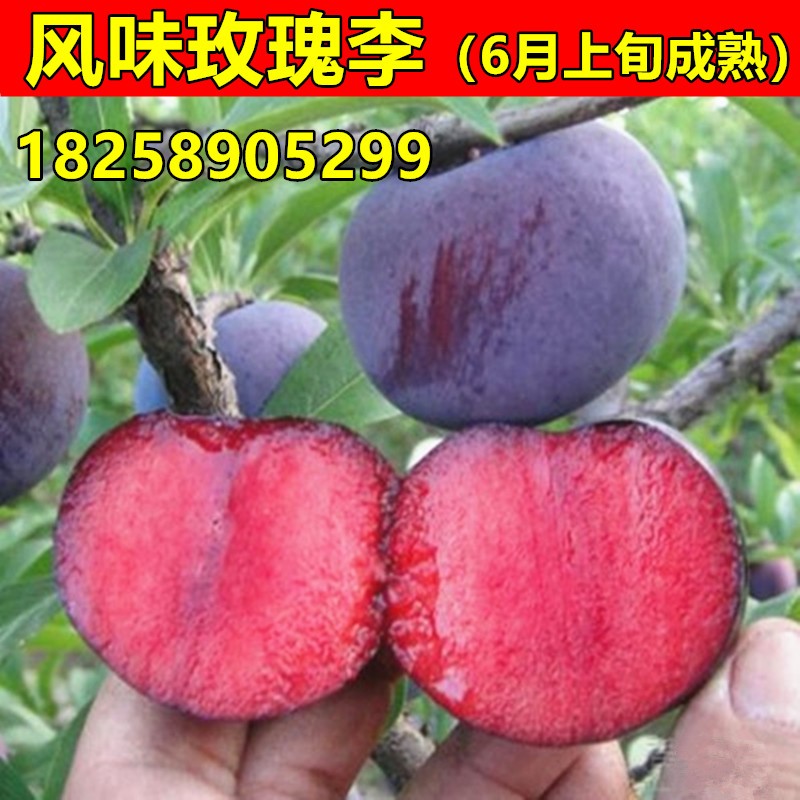美国杏李苗 风味玫瑰李树苗 红肉李树苗 嫁接李子苗 南北方种植苗