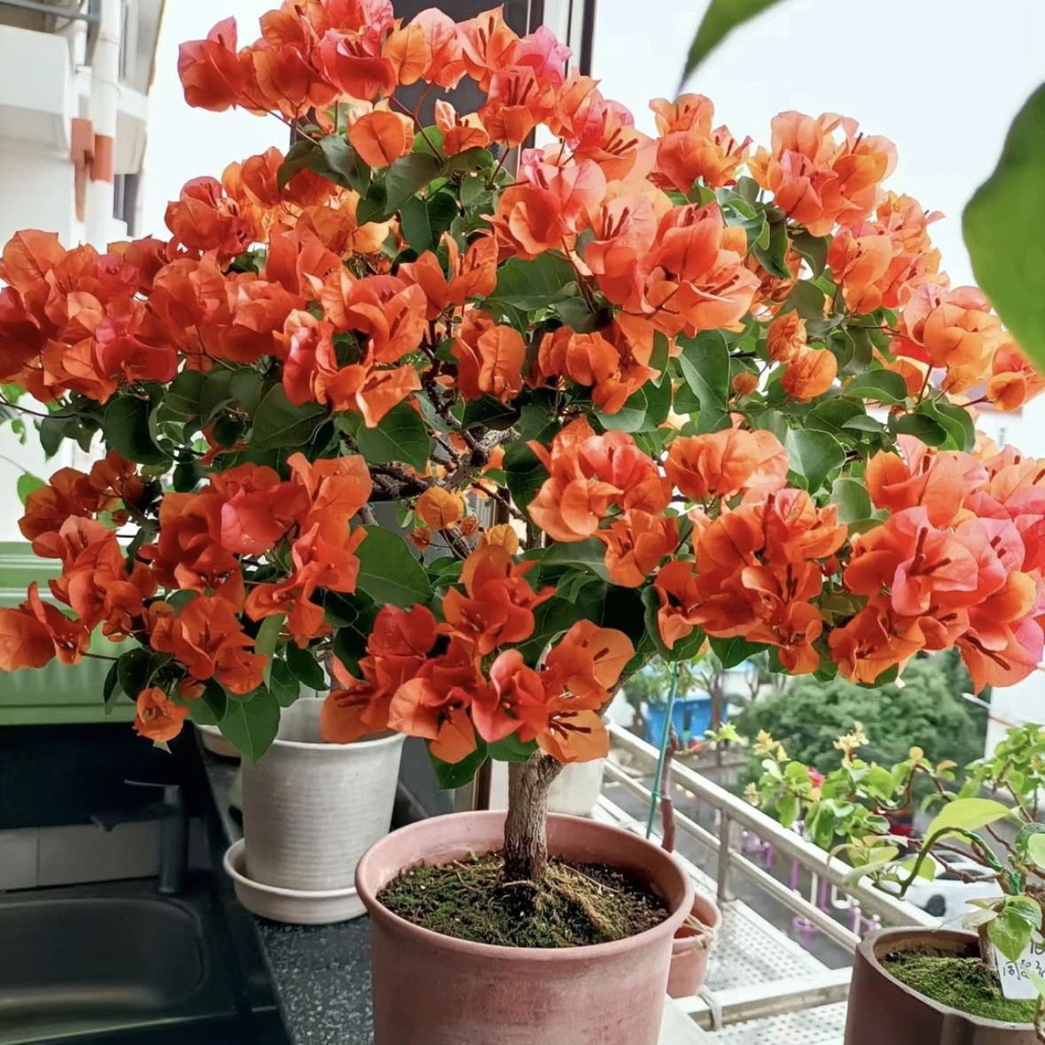 【绿叶橙】三角梅四季开花勤花爬藤植物阳台庭院绿植观赏
