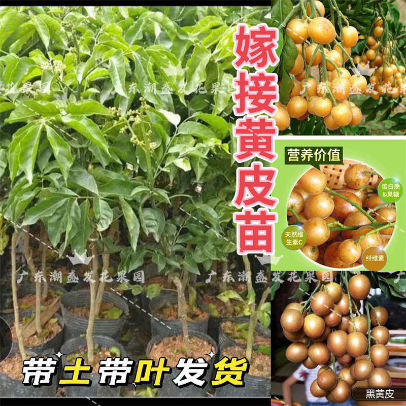 正宗广东黄皮苗出世甜无核黑黄皮嫁接树苗大鸡心当年结果盆栽地栽