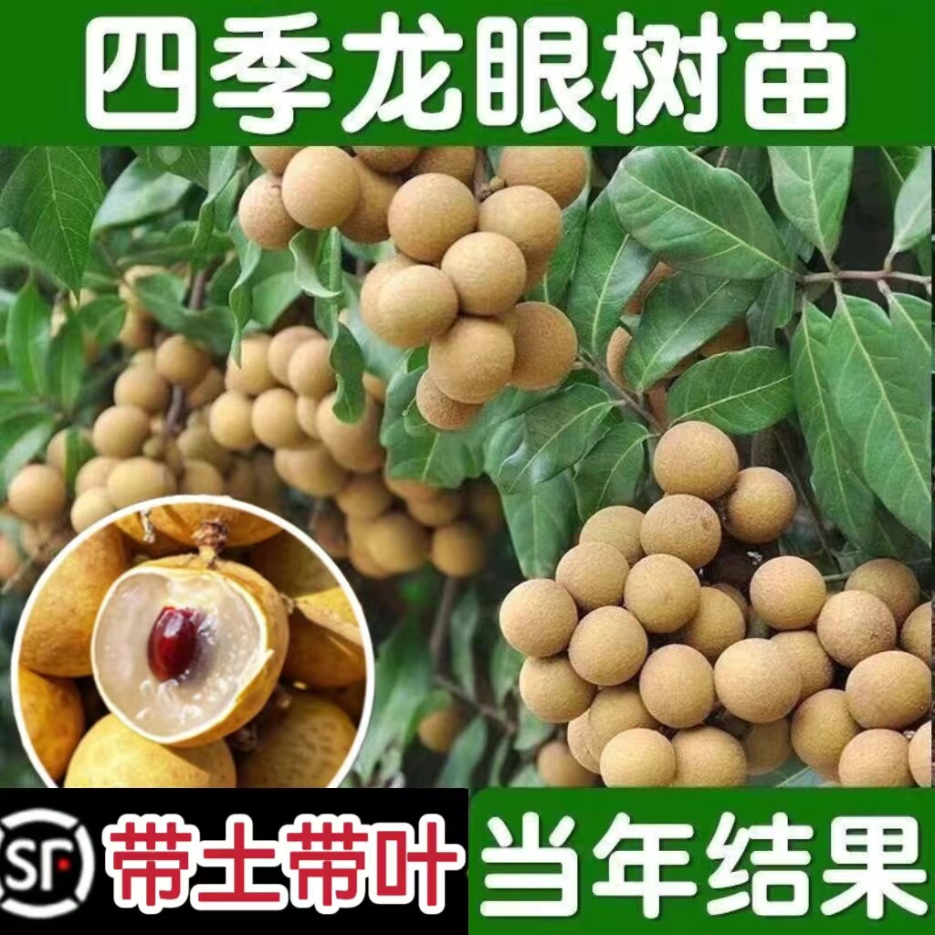 新品种龙眼树苗四季龙眼树苗石硖龙眼苗盆栽盆栽地栽果苗带果发货