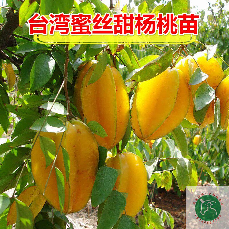 杨桃果树苗 嫁接台湾四季甜红杨桃苗 南方种植地栽盆栽当年结果