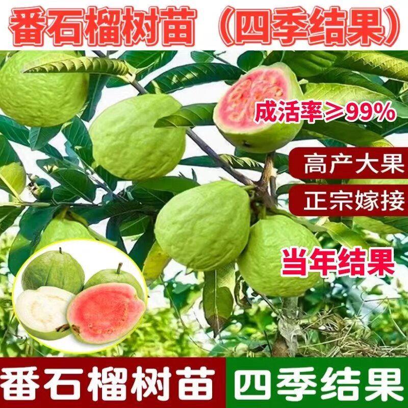 番石榴树苗四季珍珠白肉红心芭乐胭脂红番石榴苗阳台庭院当年结果
