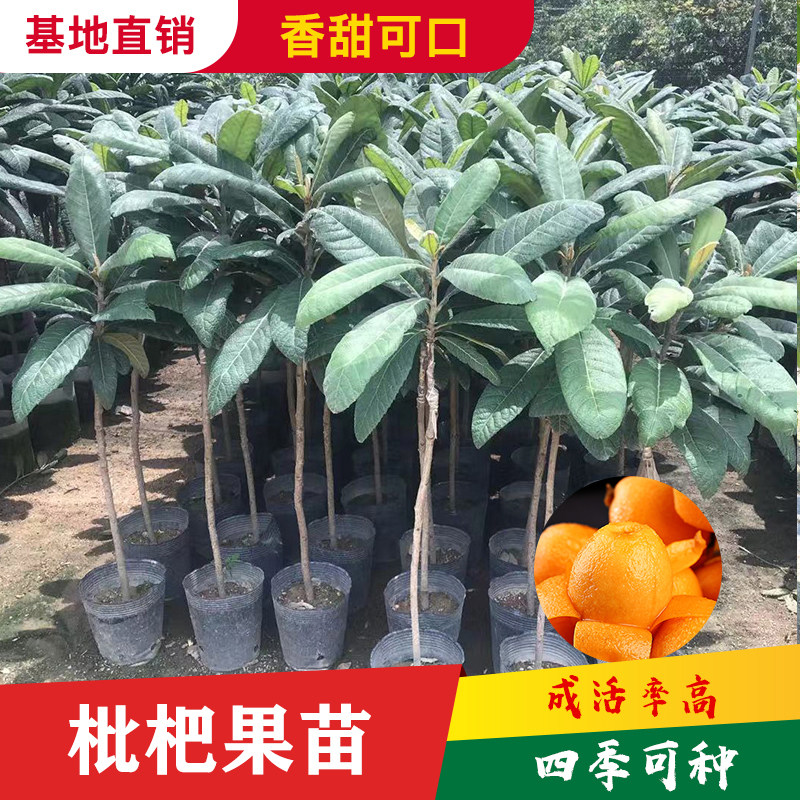 枇杷苗树南方嫁接特大五星枇杷树果苗琵琶苗耐寒盆栽种植当年结果