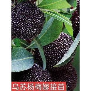 乌梅优良品种乌酥杨梅树苗嫁接杨梅苗盆栽地栽果树发货带原土原杯