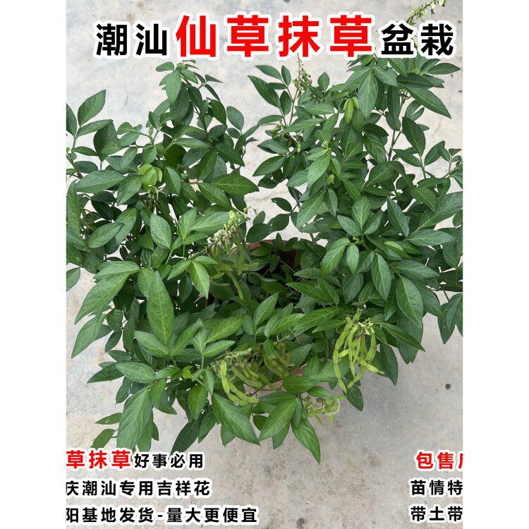 潮汕仙草盆栽仙草抹草石榴花盆栽喜庆吉祥花喜事庭院阳台盆栽绿植