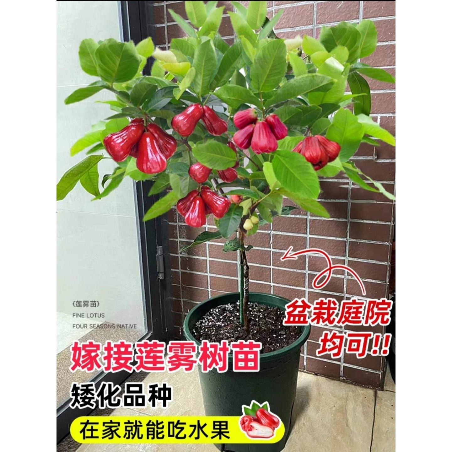 莲雾苗黑金刚 大叶 黑糖芭比 嫁接苗南方果树苗庭院地栽开花结果