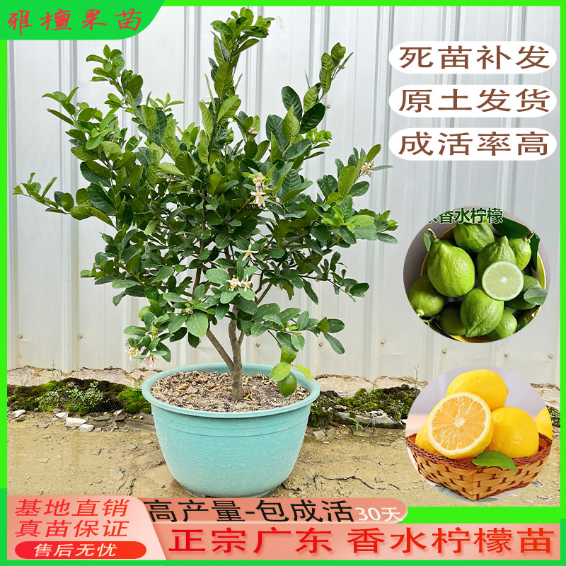 四季香水柠檬树苗广东台湾无籽无核网红柠檬苗尤克力柠檬果树盆栽