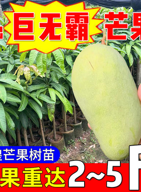 超大金煌芒果苗树贵妃桂七苗大台农四季芒果树苗广西大芒果苗树