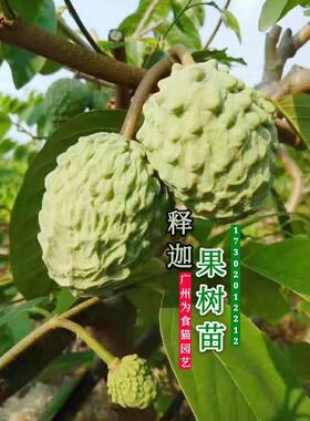 广东正宗嫁接台湾释迦苗番荔枝果树苗水果皇后凤梨佛陀苗当年结果