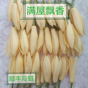 新鲜精心挑选玉兰花白玉兰花黄桷兰花现采摘闻沐浴客厅广西发货