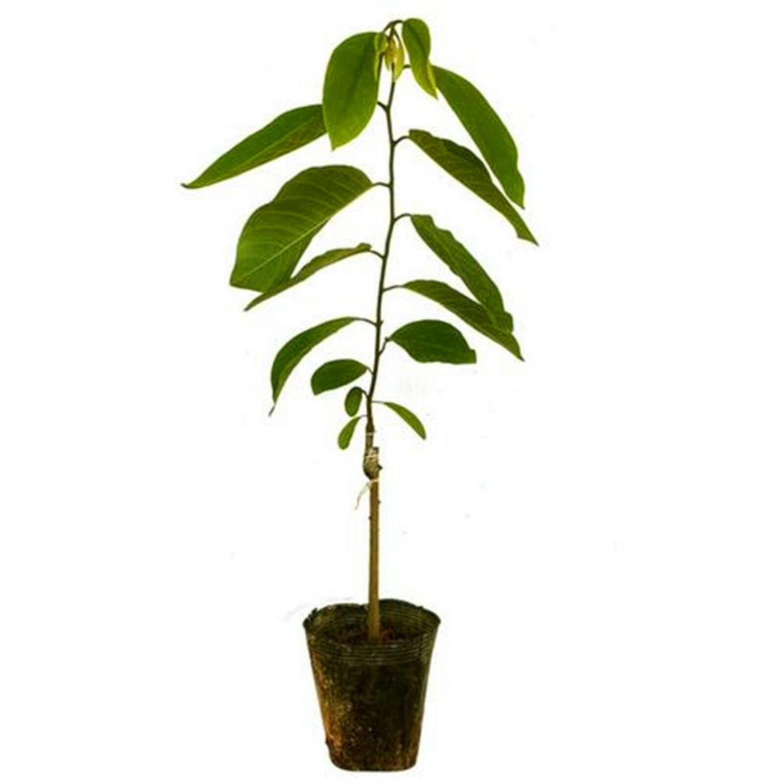 本地林檎苗果树番鬼荔枝苗嫁接台湾凤梨牛奶释迦果苗当年结果大苗