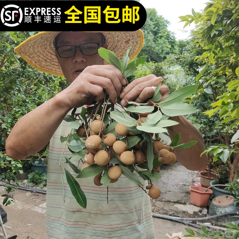 桂圆苗龙眼树苗石硖龙眼果树苗嫁接苗盆栽地栽庭带土叶14年淘宝老
