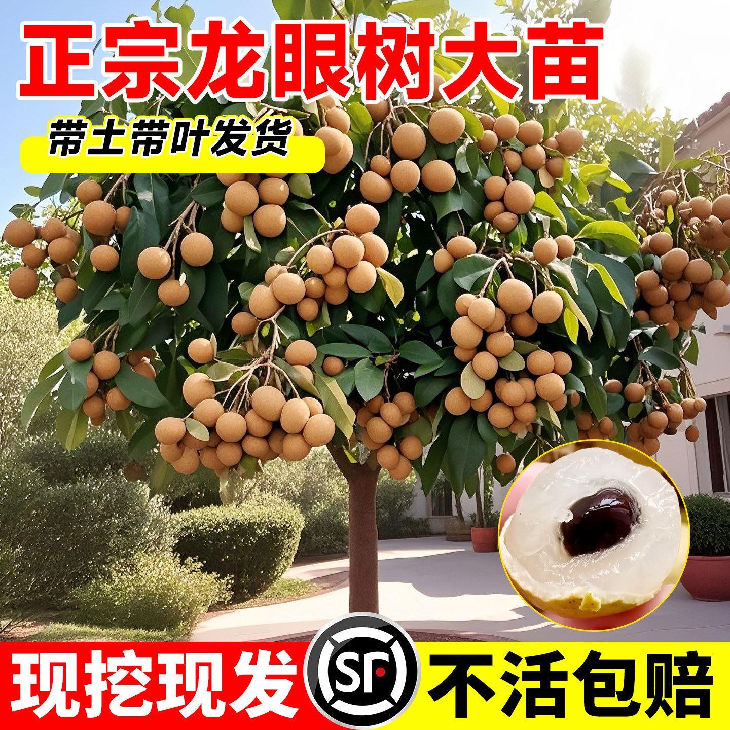 龙眼树大苗嫁接苗果苗储良四季矮化老桩石峡龙眼树特大号桂圆树苗