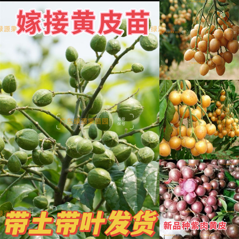 黄皮苗黑黄皮鸡心出世甜嫁接无核树苗大果新品种紫皮紫肉当年结果
