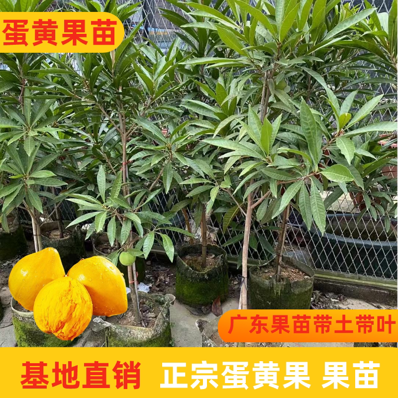 蛋黄果树苗广东正宗名贵果苗仙桃鸡蛋果树苗盆栽地栽当年结果包邮