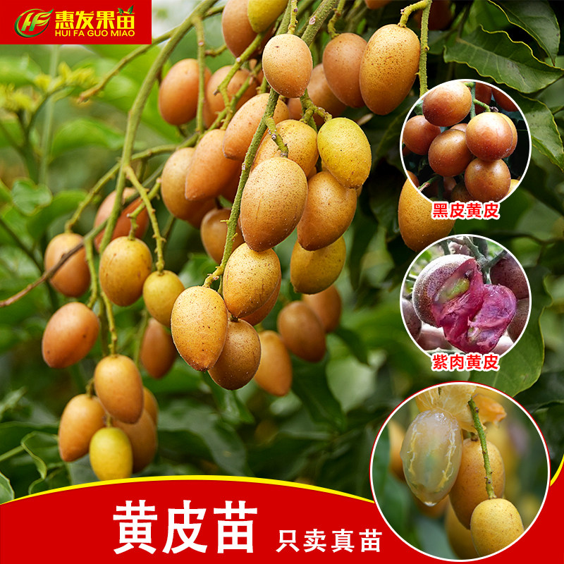 无核黄皮果树苗鸡心黄皮苗嫁接黑皮黄皮苗黄皮树苗盆栽种植果树苗