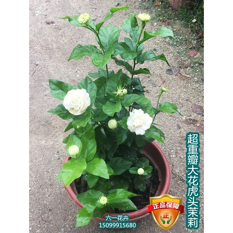 虎头茉莉花 超重瓣四季常青浓香盆栽 大花茉莉多年生植物开花不断