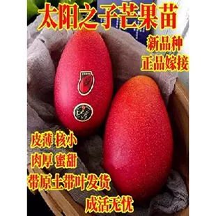 新品种太阳之子芒果嫁接苗带土带叶当年结果盆栽地栽名贵水果树苗