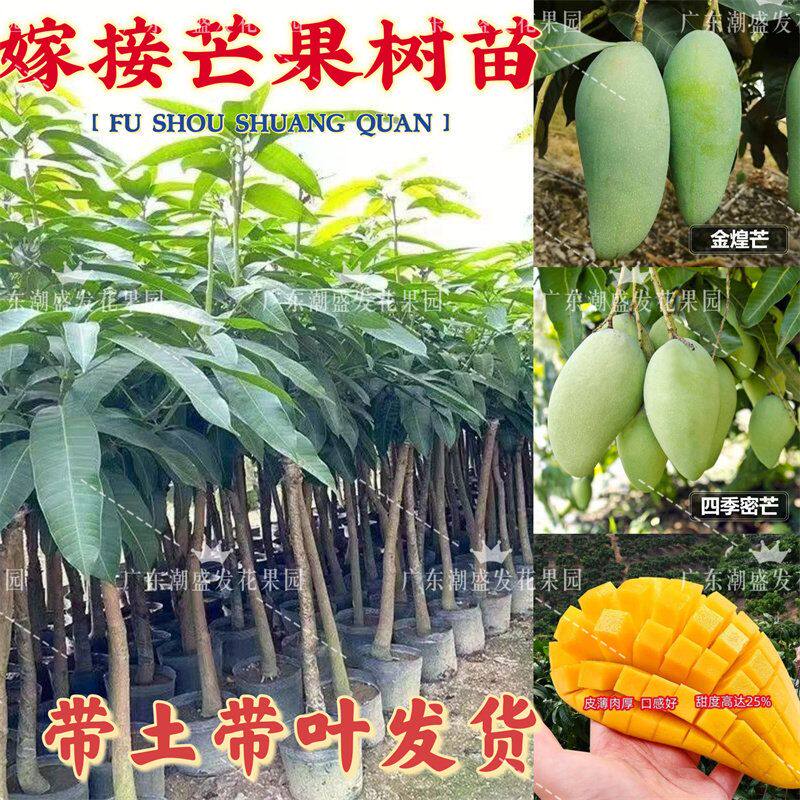 芒果树苗嫁接四季芒金煌芒大青芒果苗树盆栽矮化庭院阳台当年结果