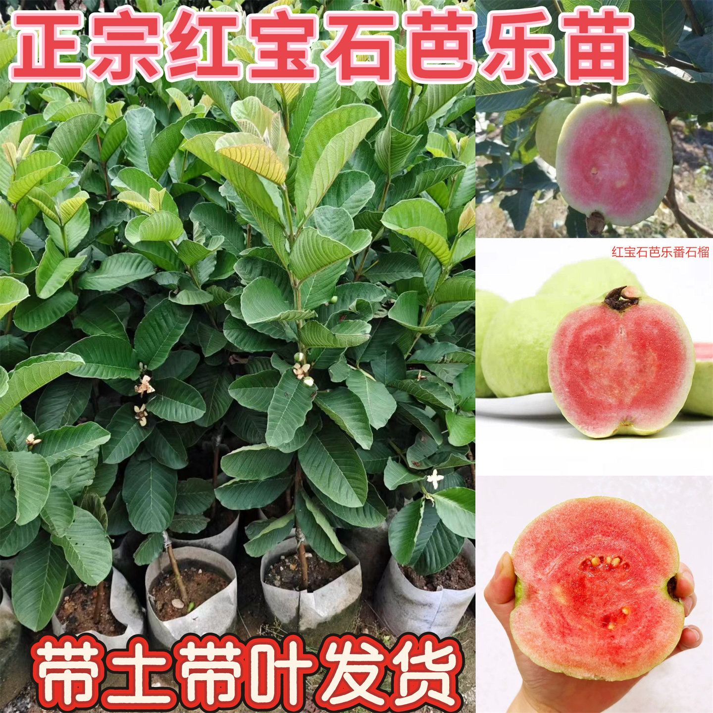 正宗台湾番石榴树苗红宝石红心芭乐苗盆栽地栽脆甜青皮红肉少籽