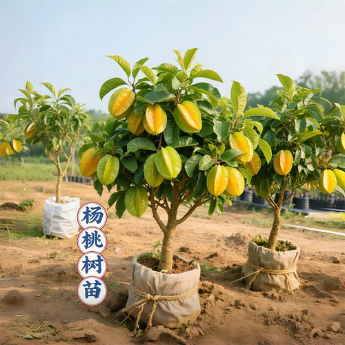 正宗嫁接杨桃树苗四季结果清甜无渣甜杨桃酸杨桃树苗盆栽庭院种植