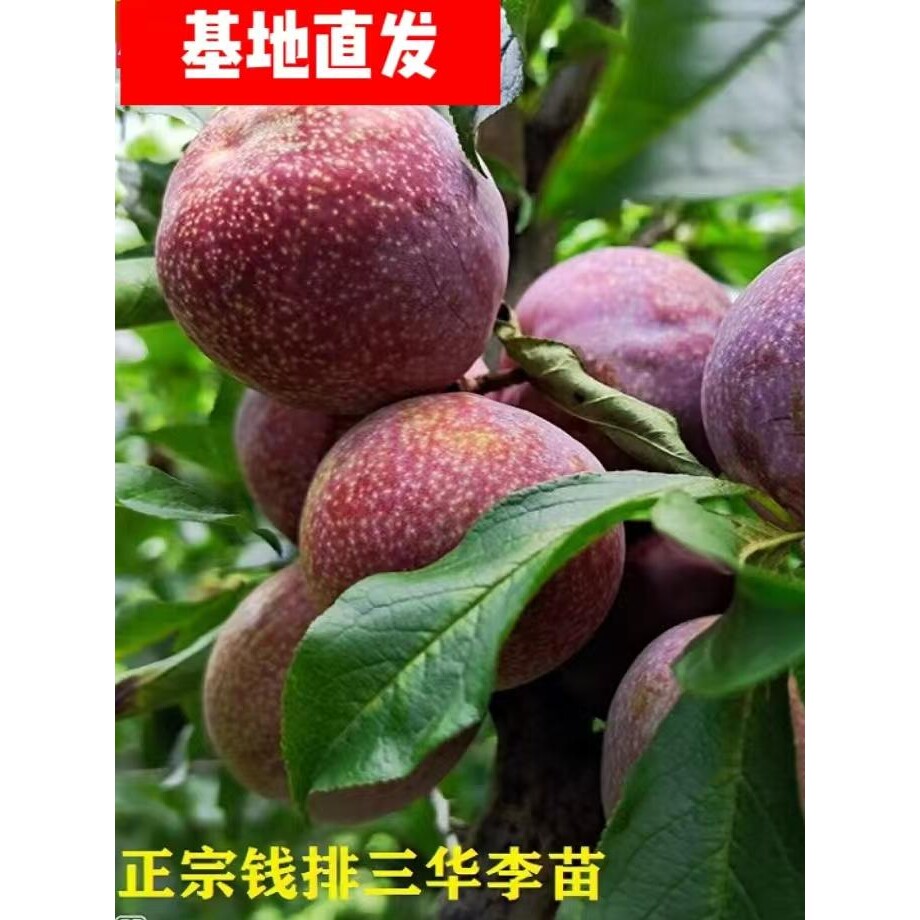 正宗钱排银妃三华李子树苗嫁接水果苗红心早熟李子苗南方果树苗