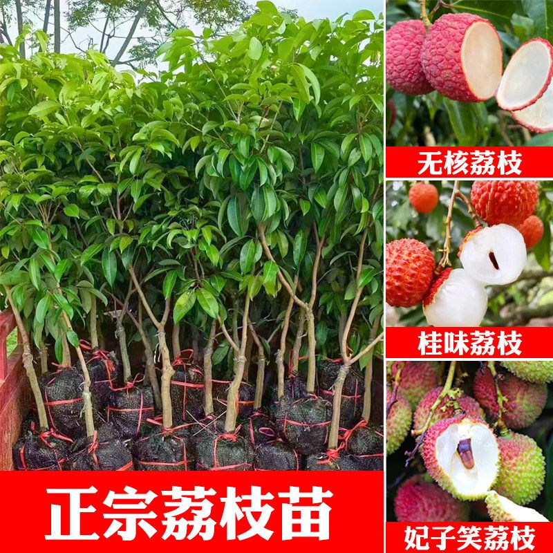 荔枝树苗妃子笑无核A4嫁接果树苗桂味糯米糍白糖罂鸡嘴荔三月红