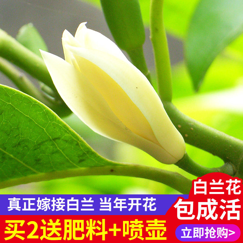 白兰花盆栽黄角兰白玉兰兰花盆栽植物盆栽树苗庭院花卉好养黄葛兰