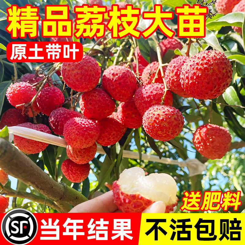 无核荔枝树苖盆栽嫁接苗水果树果苗桂味妃子笑甘甜多汁当年结果