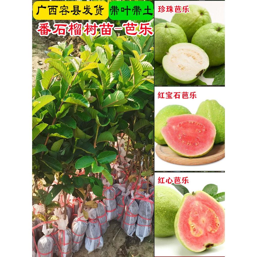 番石榴树苗珍珠番石榴苗台湾芭乐红肉白肉嫁接水果苗当年结果南方