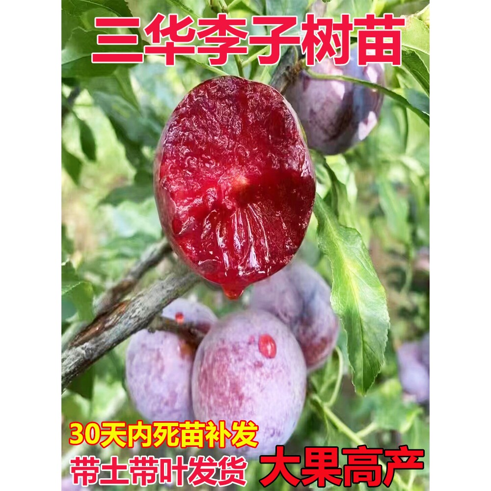 嫁接李子树苗早熟脆李树苗三华李树苗双华李子苗脆红李苗早生李苗