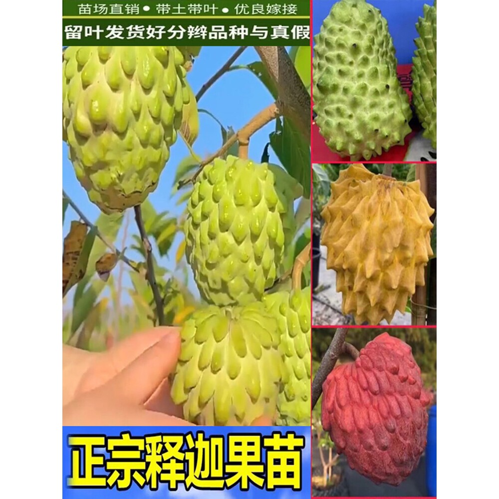 良种高产释迦果苗树台湾凤梨嫁接果树榴莲庭院南方种植盆栽地栽苗