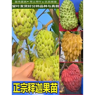 良种高产释迦果苗树台湾凤梨嫁接果树榴莲庭院南方种植盆栽地栽苗