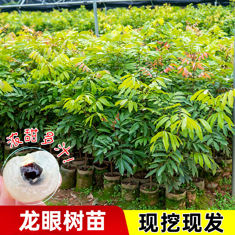嫁接龙眼树苗盆栽地栽当年结果储良石硖桂圆树苗南方水果四季种植
