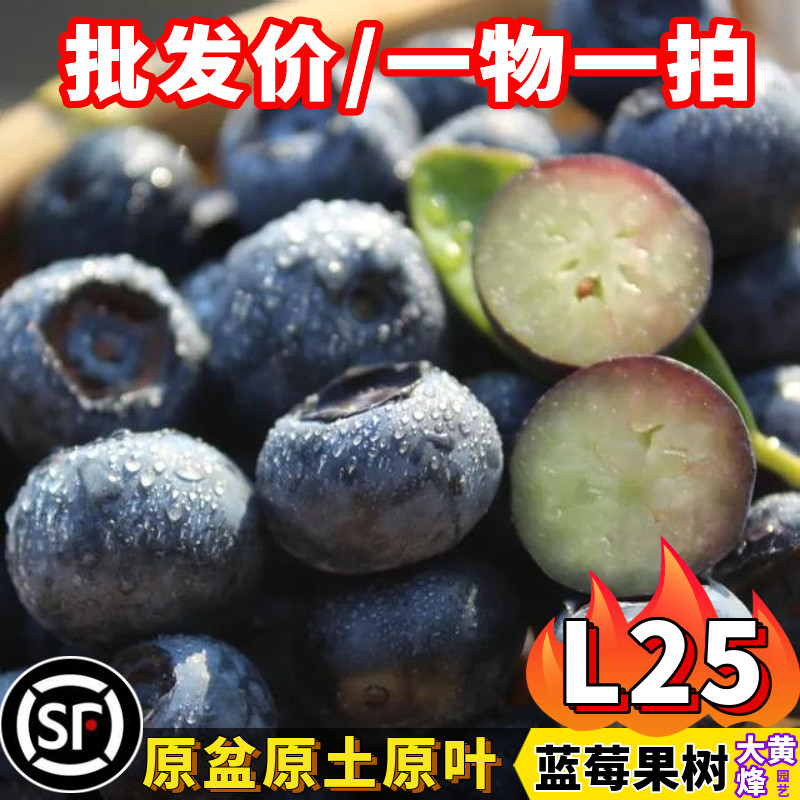 蓝莓苗L25大果蓝莓云南花香蓝莓带花果南方阳台庭院盆栽地栽树苗